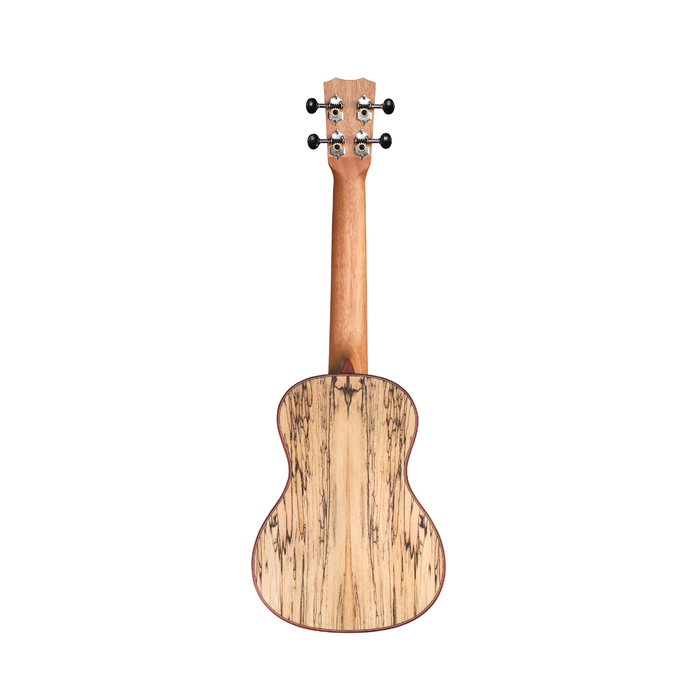 Cordoba 24C Spruce Concert Ukulele - New